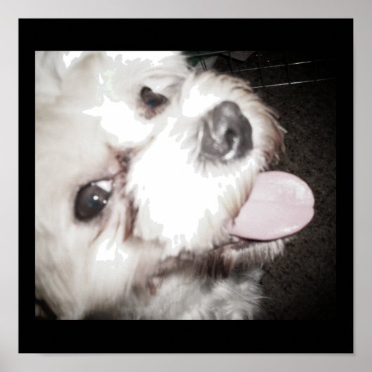 Happy Dog Poster ポスター (正面)