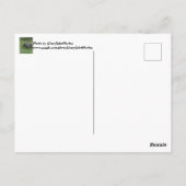 Happy February 2nd Custom Groundhog Postcards ポストカード (裏面)