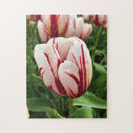 Happy Generation Tulip，オレゴン ジグソーパズル (縦)