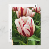 Happy Generation Tulip,オレゴン ポストカード (正面/裏面)