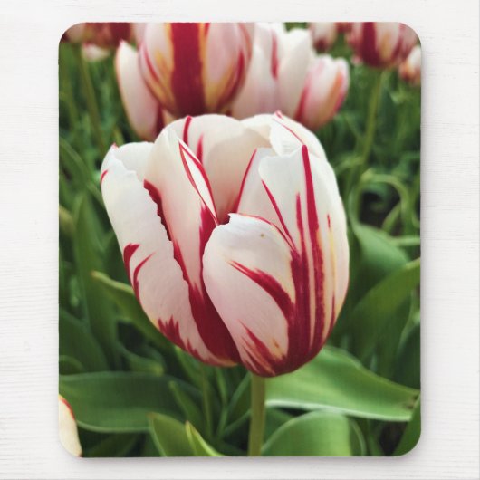 Happy Generation Tulip,オレゴン マウスパッド (正面)