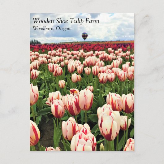Happy Generation Tulip Field、オレゴンはがき ポストカード (正面)