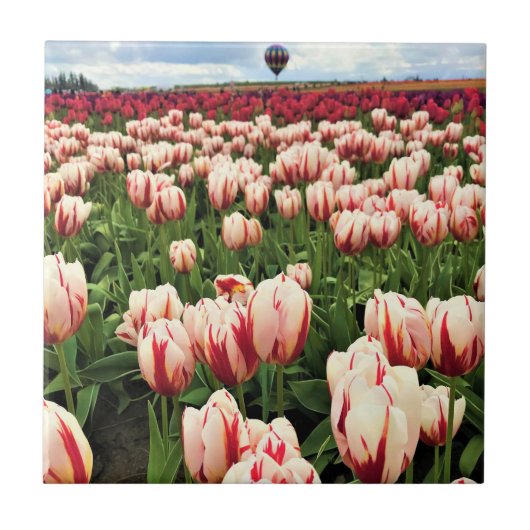 Happy Generation Tulip Field(オレゴン) タイル (正面)