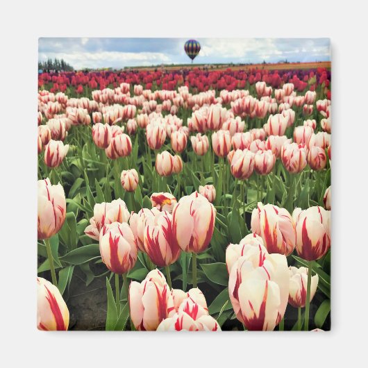 Happy Generation Tulip Field(オレゴン) マグネット (正面)