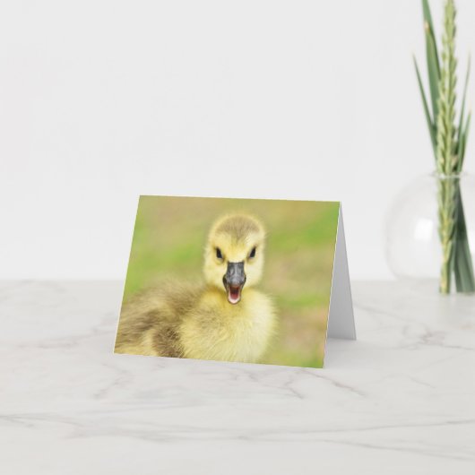 Happy Gosling (Canada Goose #2) - Blank Note Card サンキューカード (正面)