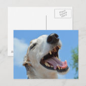 Happy Greyhound Smiling Close ポストカード (正面/裏面)