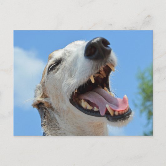 Happy Greyhound Smiling Close ポストカード (正面)