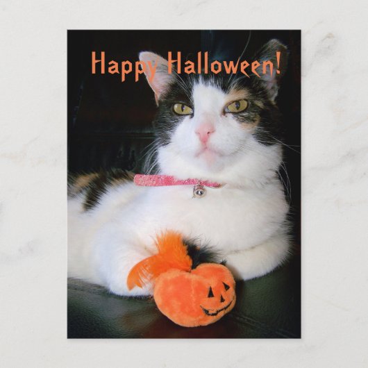 Happy Halloween Cat with Pumpkin シーズンポストカード (正面)