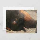 Happy Laughing Elephant Photo in Thailand ポストカード (正面/裏面)