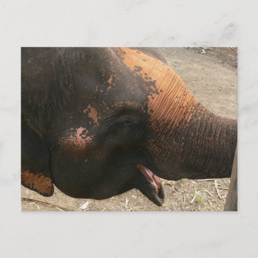 Happy Laughing Elephant Photo in Thailand ポストカード (正面)