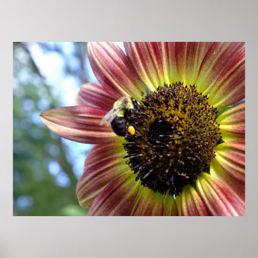 Happy Red Sunflower N Beeポスター ポスター (正面)