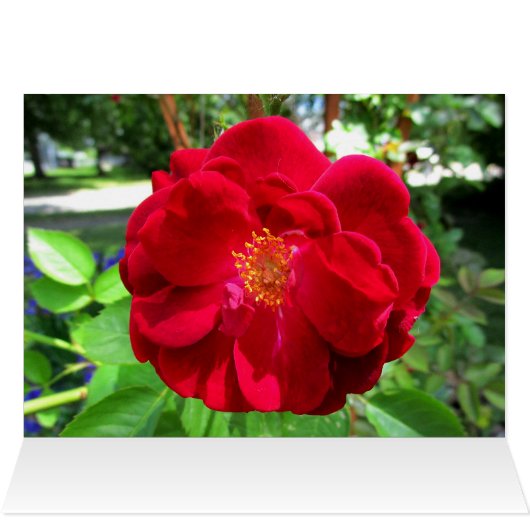 HAPPY VALENTINES DAY MOMカード (内部横(上))