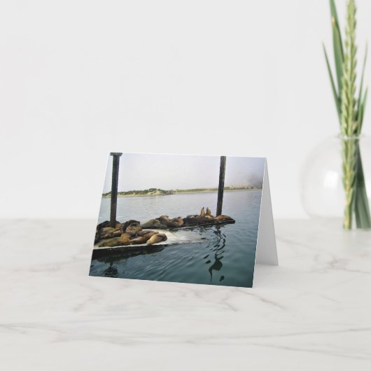 Harbor Seales、Morro Bay、カリフォルニア サンキューカード (正面)