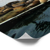 Harbor Seales、Morro Bay、カリフォルニア ポスター (角)