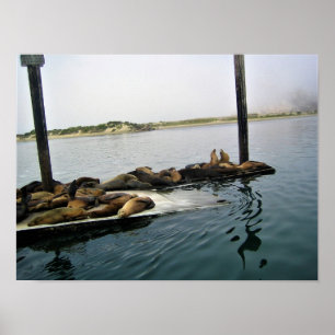 Harbor Seales、Morro Bay、カリフォルニア ポスター