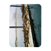 Harbor Seales、Morro Bay、カリフォルニア マグネット (縦)