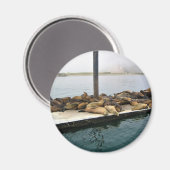 Harbor Seales、Morro Bay、カリフォルニア マグネット (正面/裏面)