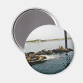 Harbor Seales、Morro Bay、カリフォルニア マグネット (正面/裏面)