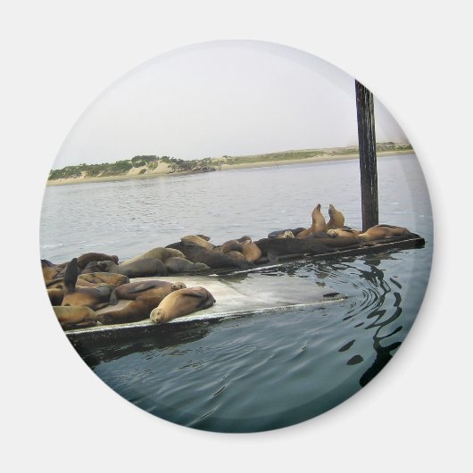 Harbor Seales、Morro Bay、カリフォルニア マグネット (正面)