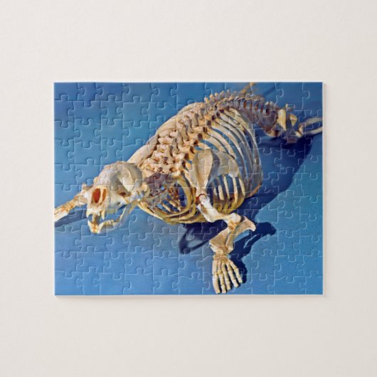 Harbour seal skeleton with a blue background ジグソーパズル (横)