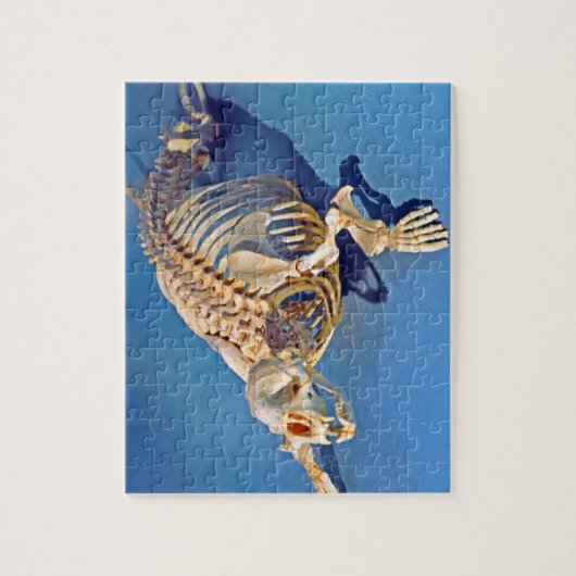 Harbour seal skeleton with a blue background ジグソーパズル (縦)