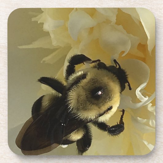 Hard plastic coaster bumblebee on peony flower コースター (正面)