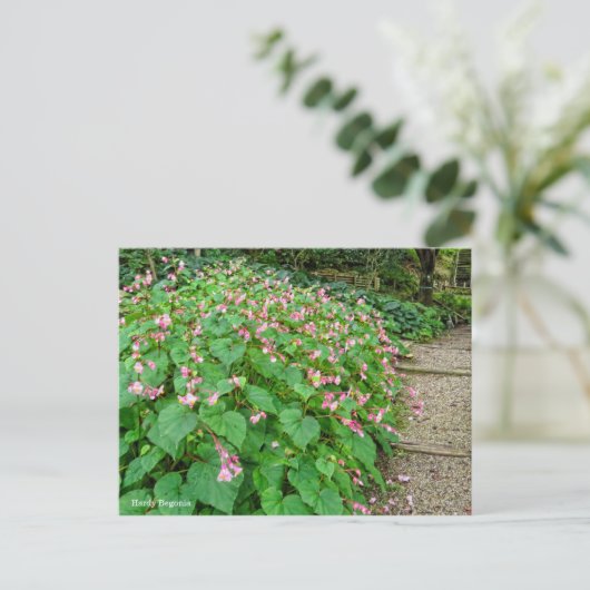 Hardy Begonia ポストカード (スタンド正面)
