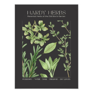 Hardy Herbs Botanical Print  フォトプリント