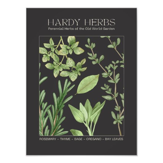 Hardy Herbs Botanical Print フォトプリント (正面)