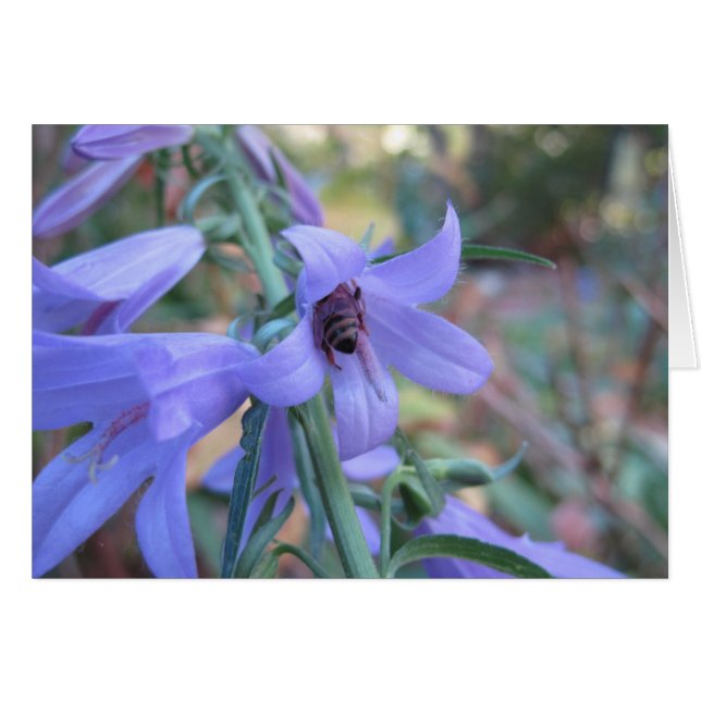 Harebellの蜜蜂 (正面横)