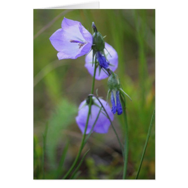 Harebell (正面)