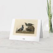 Harlequin Duck - Audubon's Birds of America カード (裏面)