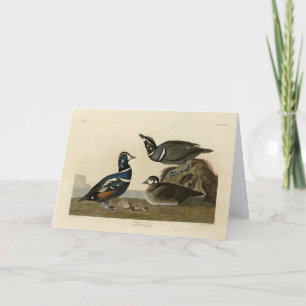 Harlequin Duck - Audubon's Birds of America カード