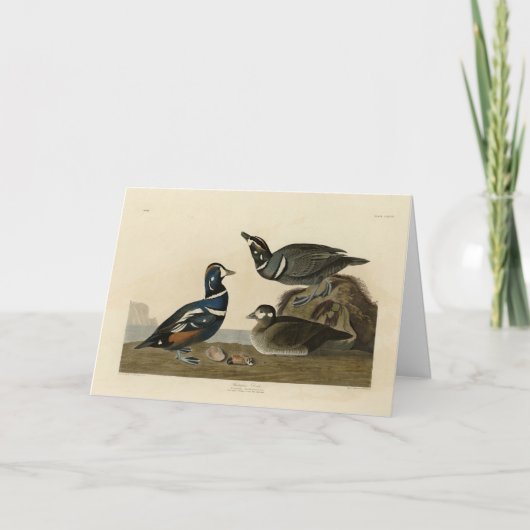 Harlequin Duck - Audubon's Birds of America カード (正面)