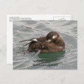 Harlequin Female Duck Preening on the Water ポストカード (正面/裏面)