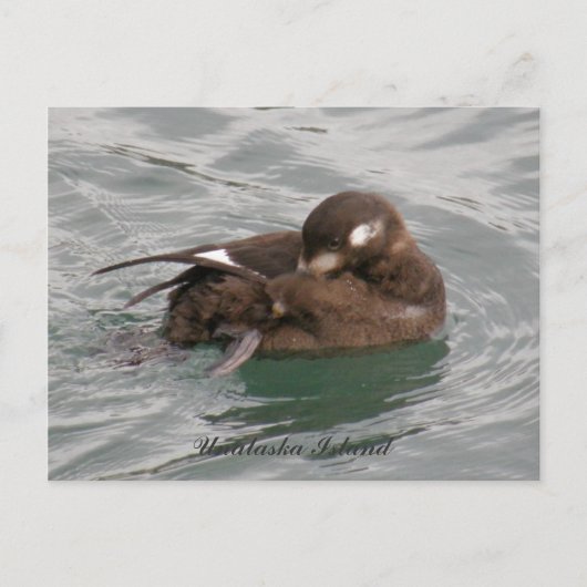 Harlequin Female Duck Preening on the Water ポストカード (正面)