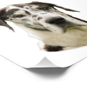 Harlequin Great Daneポートレート写真 フォトプリント (角)