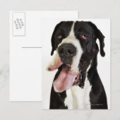 Harlequin Great Dane、白に閉じる ポストカード (正面/裏面)