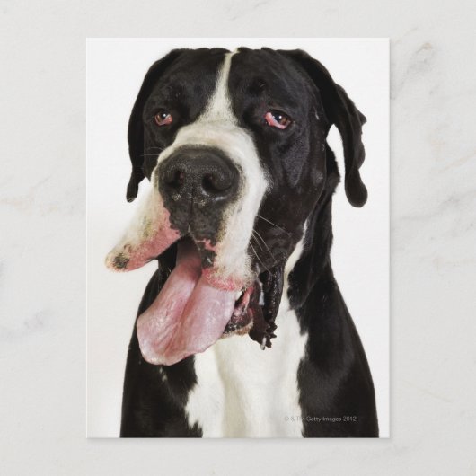 Harlequin Great Dane、白に閉じる ポストカード (正面)