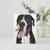 Harlequin Great Dane、白に閉じる ポストカード (スタンド正面)