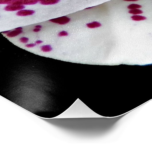 Harlequin Moth Orchid写真光沢 ポスター (コーナー)