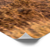 Harney County Wild Horseは警戒している ポスター (角)