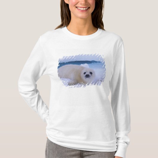 Harp Seal North America，カナダ，ケベック Tシャツ (正面)