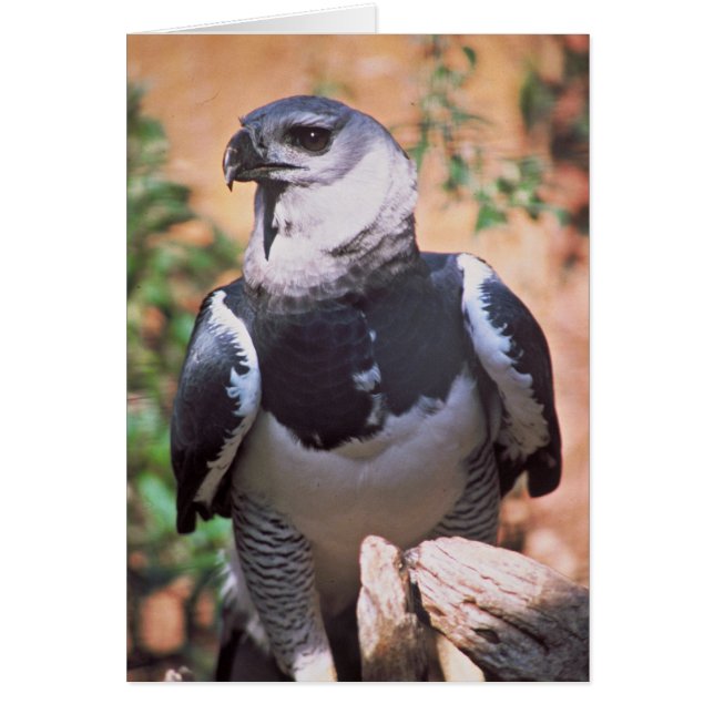 Harpeyのワシ (正面)