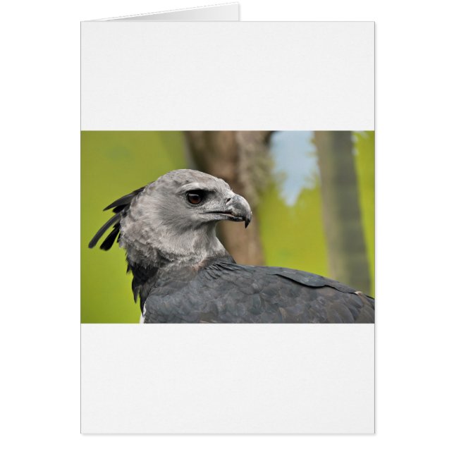 Harpy Eagle 1.JPG (正面)
