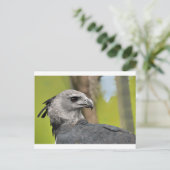 Harpy Eagle 1.JPG ポストカード (スタンド正面)