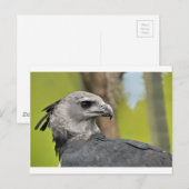 Harpy Eagle 1.JPG ポストカード (正面/裏面)