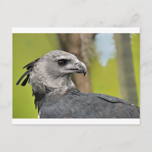 Harpy Eagle 1.JPG ポストカード (正面)