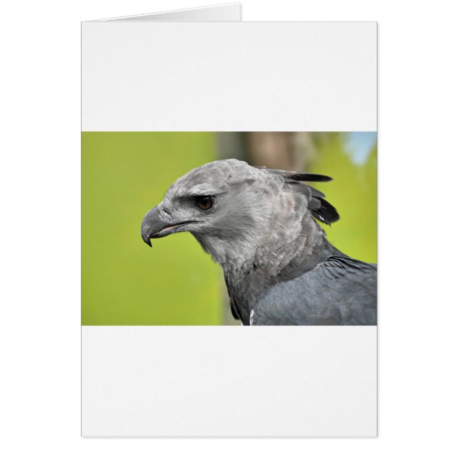 Harpy Eagle 2.JPG (正面)