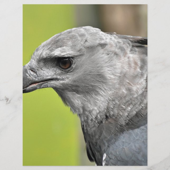Harpy Eagle 2.JPG (正面)